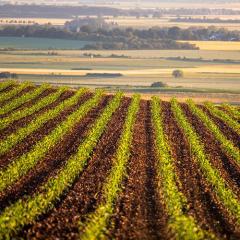 confronting food insecurity