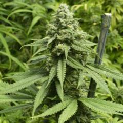 Lucid Planet Radio with Dr. Kelly: "Weeding" Through the Confusion: Cannabis Policy, Efficacy & Science in 2017 (420 Special with NORML's Paul Armentano 