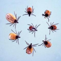 Lyme Talk Radio with Dr. Pat Baccili : Updates on Chronic Lyme Disease Legislation and Research: Martha's Vineyard with Dr. Enid Haller & Elizabeth Mellon