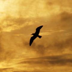 'Out of Darkness, Into Light: Surviving Domestic Violence with Princess Olufemi-Kayode and Chantel Cox' episode of the Everybody Needs A Little Push podcast