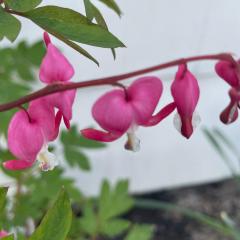 Shifting Impressions: Conversations with The Realm of Beings to Create a New You: Harris V. Trump: A Lesson in Peace