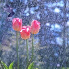 The Angel Lady, Sue Storm, The Dr Pat Show, Dr Pat Show, Dr Pat, Pat Baccili, Transformation Talk Radio, transformation