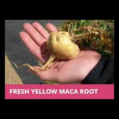 The Dr. Pat Show: Talk Radio to Thrive By!: Maca for Lifelong Wellness with Mark Ament